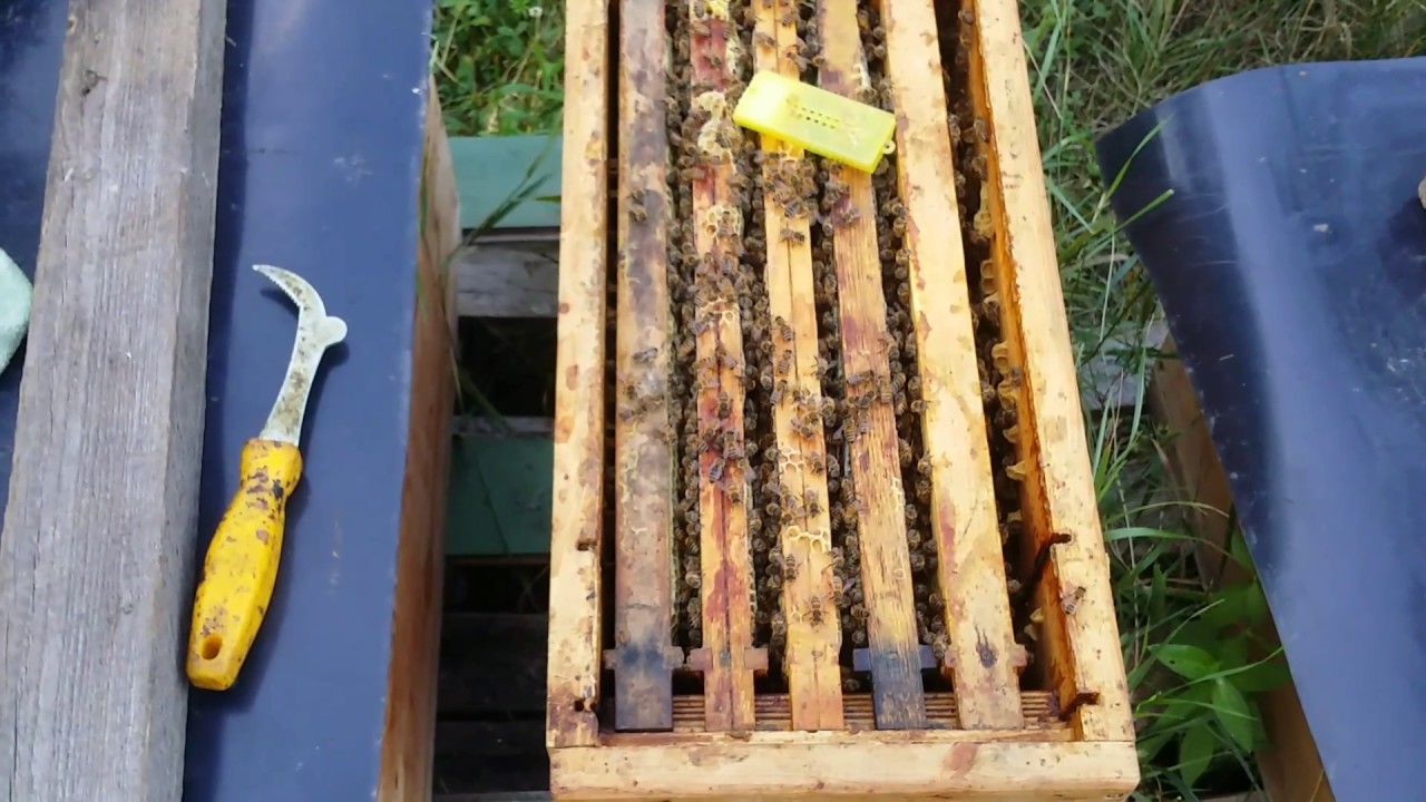 Königin einweiseln - Sichere Hinweise zur Annahme erkennen