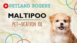 Everything you need to know about Maltipoo puppies! by Petland Rogers 21 views 8 months ago 1 minute, 1 second