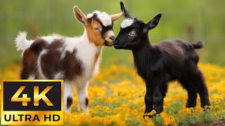 The Most Adorable Young Animals On Earth With Relaxing Music - Cute Baby Animals 4K by Tiny Paws 293,931 views 2 months ago 11 hours, 54 minutes