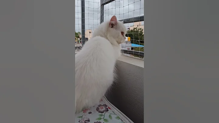 Watch the video about #cat #catlovers #catvideos #spanishcatholic #funnycatvideos #matercat #catfunny #pets