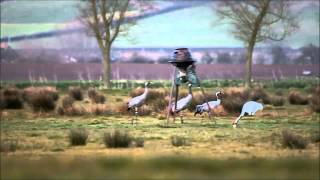 Wild Cranes on the Somerset Levels