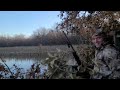 Jack folds up fat mallard with 11-87 #duckhunting #mallards #yellowlab