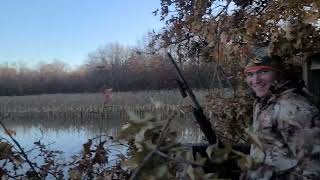 Jack folds up fat mallard with 11-87 #duckhunting #mallards #yellowlab