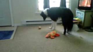 2010-05-23 VID 00001-20100523-1533 - Artaius Hamburger 5-23-10.3GP