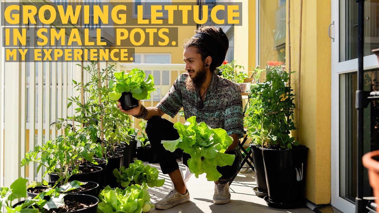 How to grow lettuce in small containers. - YouTube
