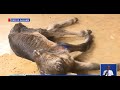 Mshuhudie Ndama Aliyezaliwa Na Vichwa Viwili Kigamboni 