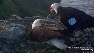 Catalina West End Bald Eagles - Thunder lays her first egg! 20 Feb 2020 screenshot 3
