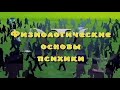 Физиологические основы психики