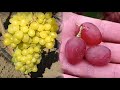 @Новый виноград и проверенный временем  Кишмиши в Полтаве