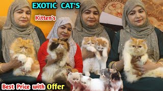 Exotic persian cats| certificate cats | ginger, calico colorfull kitten's 2023