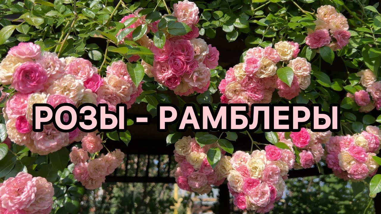 РОЗЫ - РАМБЛЕРЫ. Все сорта с описанием и краткой характеристикой. (Урал, 2-3 зона).