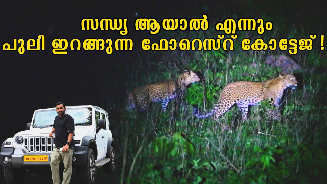 പുലിയെ കാണാൻ വേറെ എവിടെയും പോവണ്ട ! Harini Forest Cottage renovated