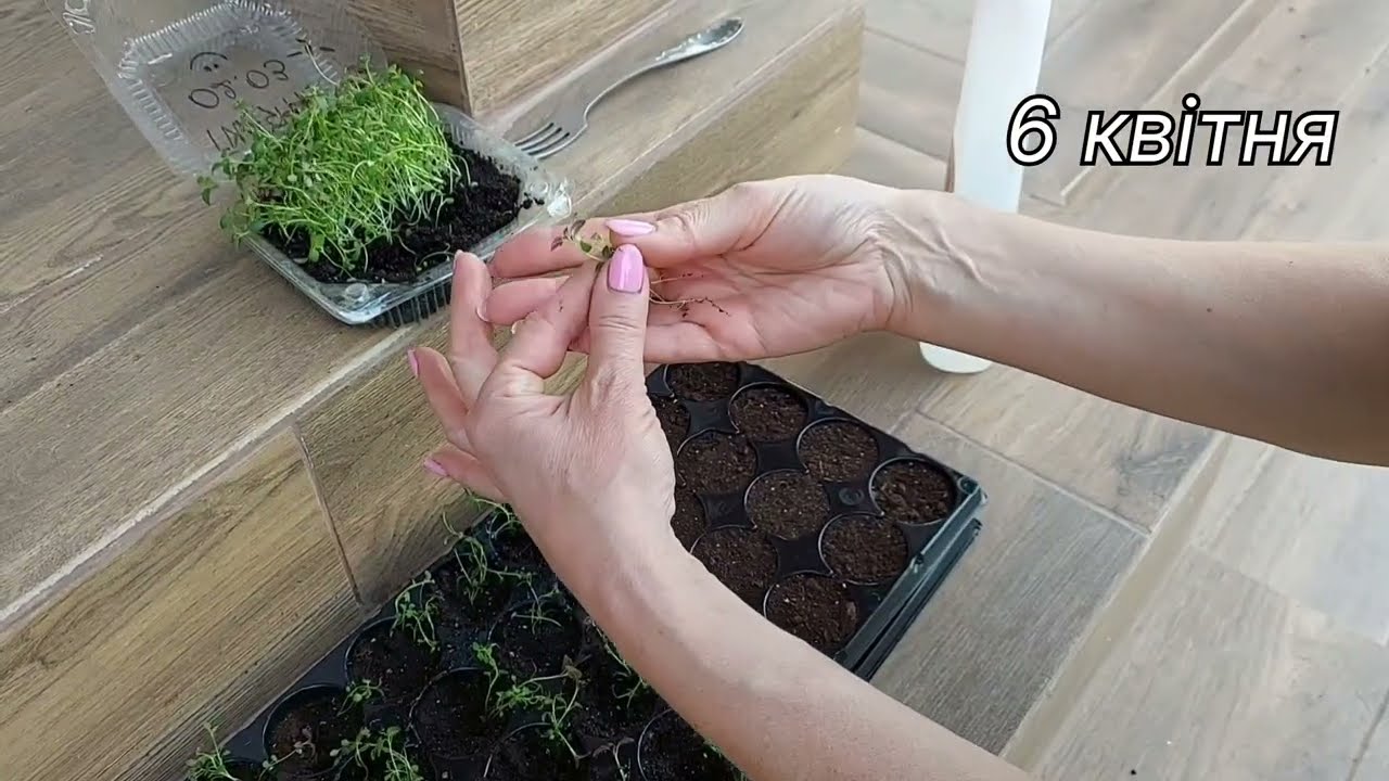 Все про посів і вирощування тим'яну/чебрецю