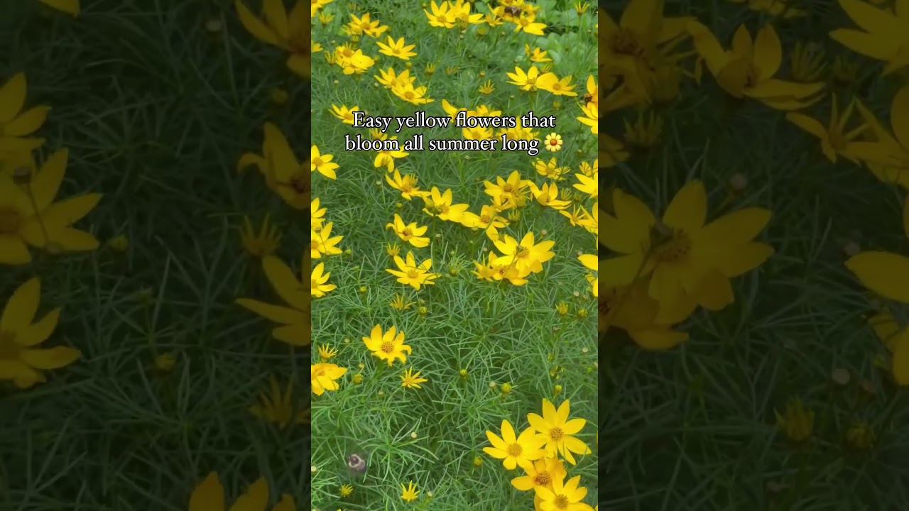 Easy yellow flowers that bloom all summer long & attract pollinators (moonbeam coreopsis) 
