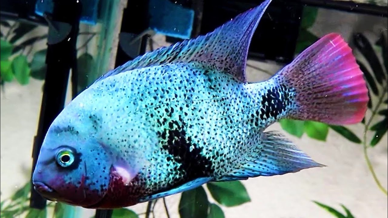 Black belt fish So Blue! YouTube
