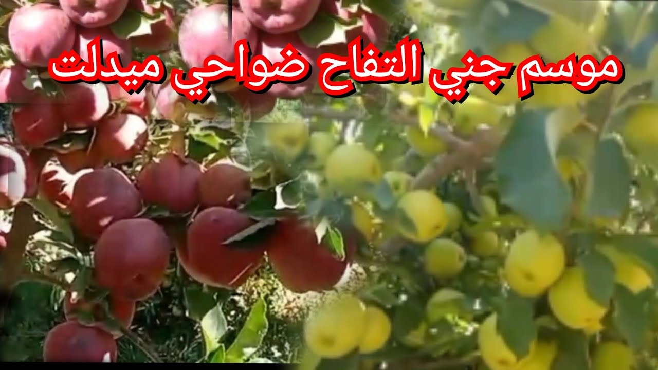 موسم جني التفاح الاحمر و الاصفر ضواحي مدينة ميدلت