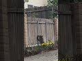 Le plan fou d'une ourse pour sauver ses petits ! 🤯💛 #animauxmignons #animauxrigolos #animaux