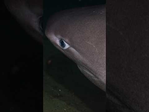 Massive Sixgill Shark Surprises Diver Off Vancouver Island