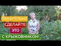 КРЫЖОВНИК ОСЕНЬЮ: УХОД, ПОДКОРМКИ, ОБРЕЗКА, ЗАЩИТА!