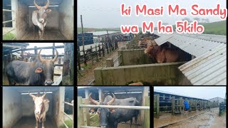 Masi iadaw/iadur jong Ma Sandy | kiba bun tylli |