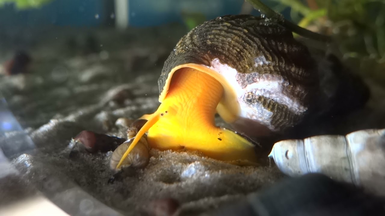 Diese Schnecke hat DREI AUGEN YouTube