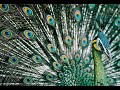 PEACOCK AMAZIN FACTS | ANIMAL PLANET FACTS