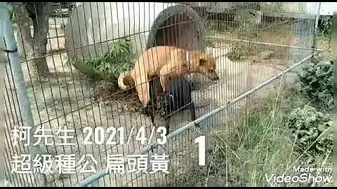 台灣土狗，超級種公，沒有一分鐘就成功。扁頭黃 - 天天要聞