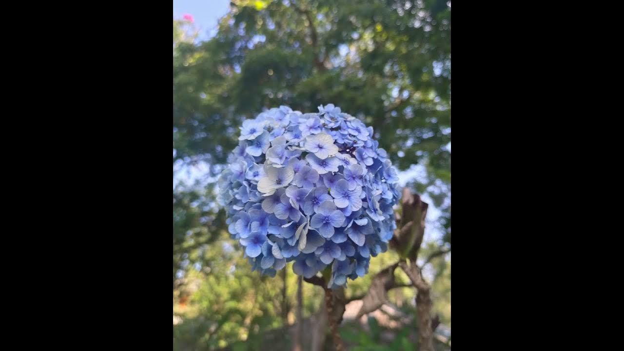 Sayuri Tower of Flower/さユり 花の塔 YouTube
