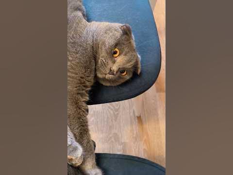 МАРМЕЛАДНЫЕ #КОТИКИ #котята #коты #котята - YouTube