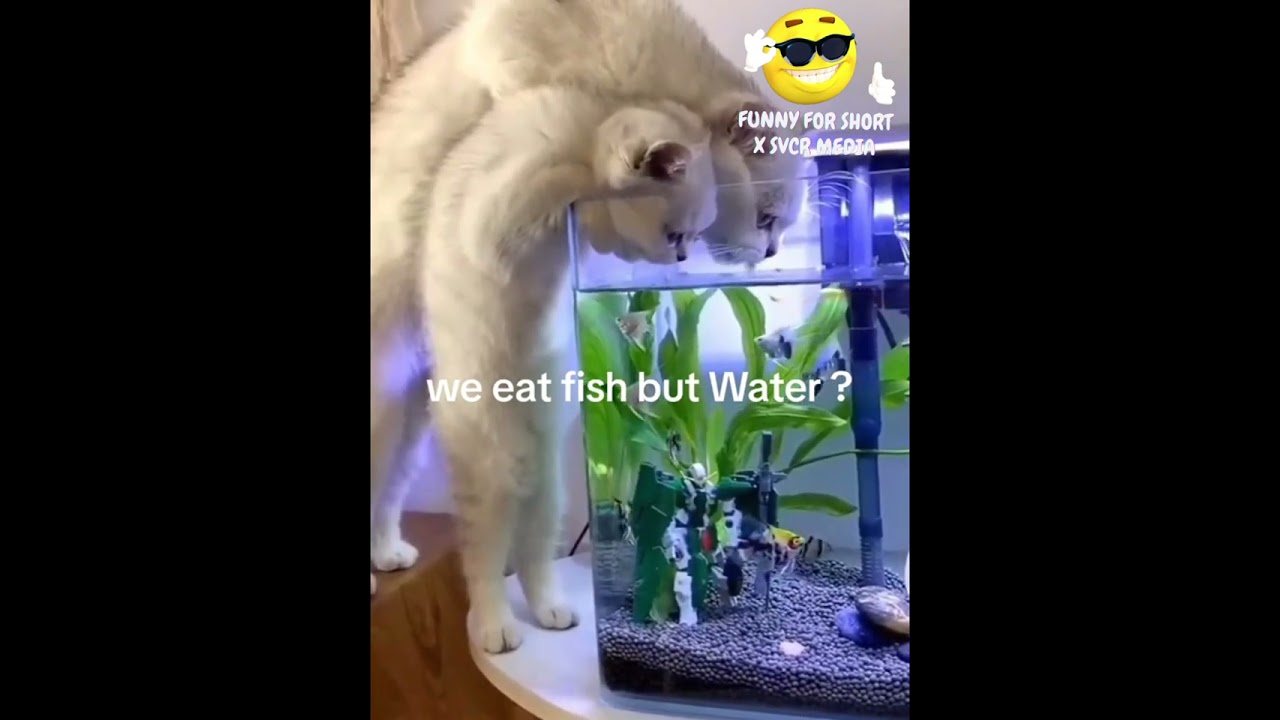 ប៊ីះ ជាប់អន្ទាក់ម្ចាស់ សំណើចសត្វចិញ្ចឹម វគ្គថ្មី #pet #animals #funnyanimals #fyp #cat #funnycat