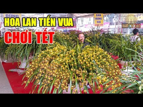 Địa Lan Trần Mộng giá trăm triệu rực rỡ Hội Chợ Xuân Kỷ Hợi, Hà Nội | Foci