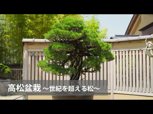 高松盆栽 〜世紀を超える松〜 - YouTube
