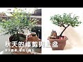 小雜木轉美盆景_樹形修剪與上盆bonsai