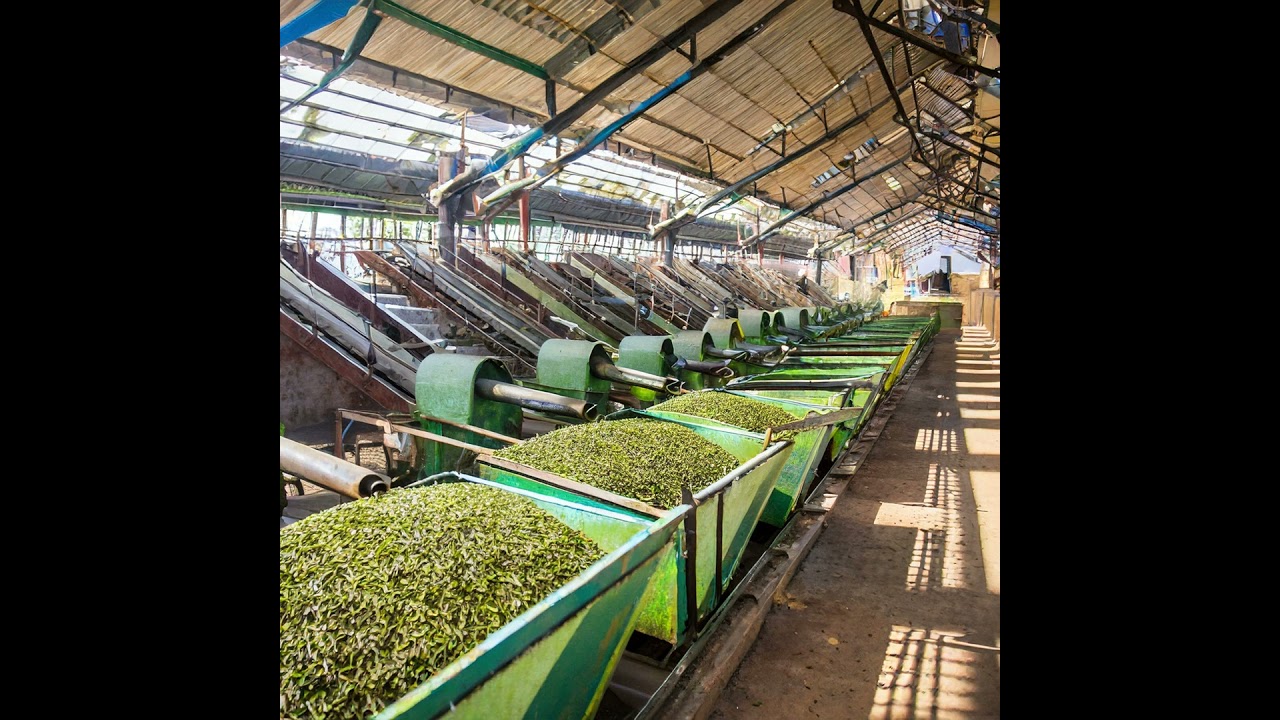 Tea News Recap | Certified Organic Handlers Beware of USDA’s Tough New NOP Regulations | Register...