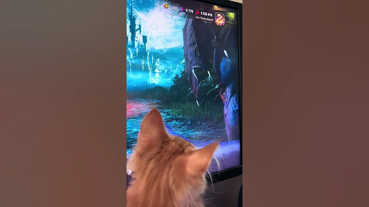 Video 11630981: cute maine coon kitten, funny maine coon kitten