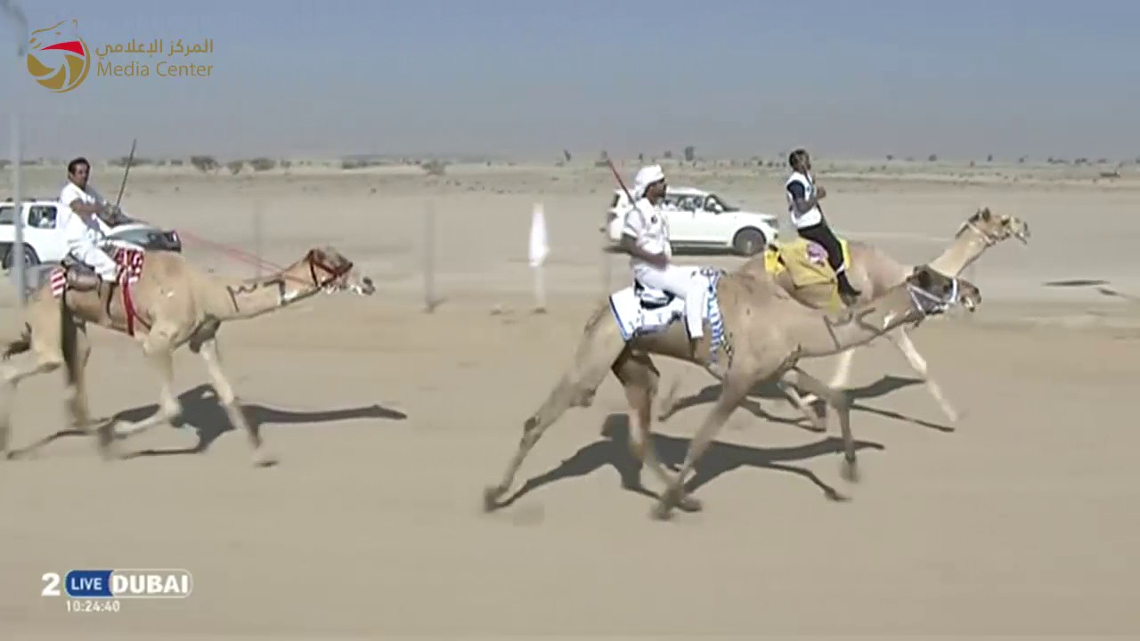 ماراثون اليوم الوطني للهجن – سيح السلم – المسافة 24 كم – السبت 3-12-2016 صباحا