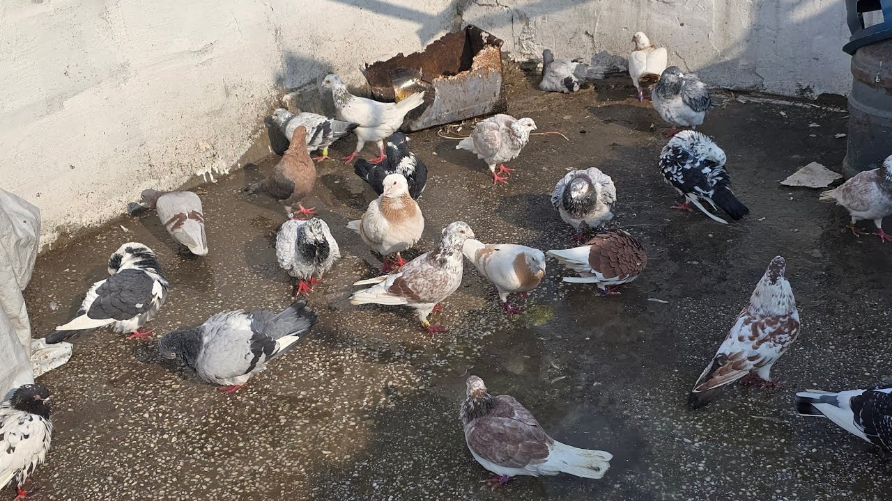 MERAKLA BEKLENEN DAMIZLIK GÜVERCİNLERİM