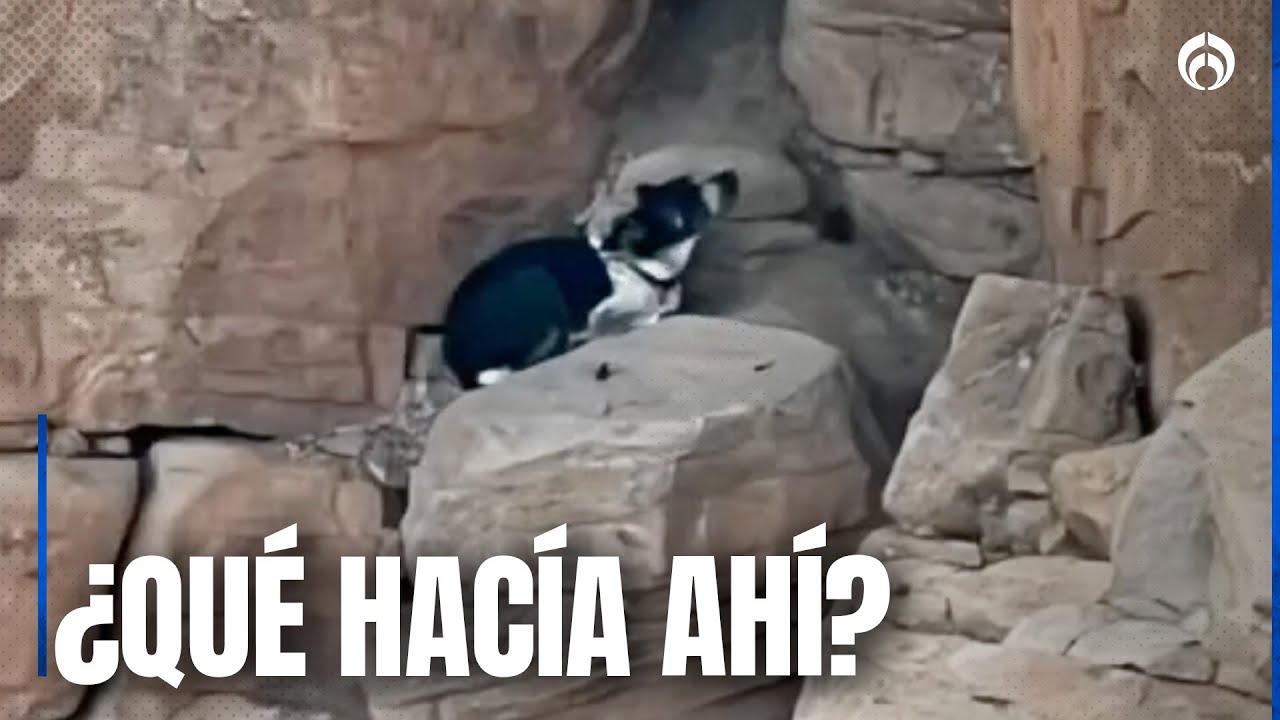 Bomberos rescatan a un perro atrapado en un acantilado - YouTube