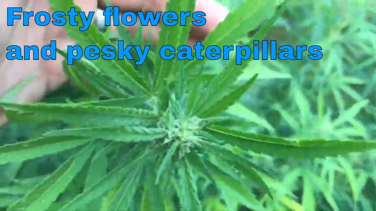Growing Cannabis: Frosty flowers and pesky caterpillars