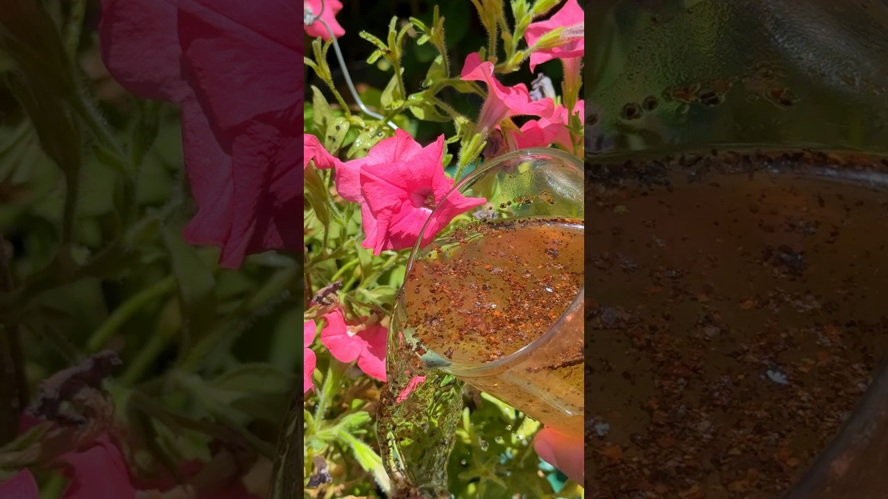Como abonar con la borra de cafe para tener floración en la petunia #flores #jardin