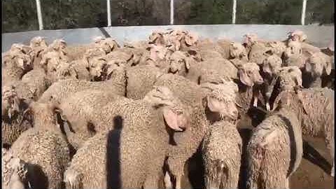 Dipping sheep for pest control SOUTH AFRICA, a short video