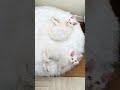 You’ve Never Seen Eyes Like This 😻 Kumo the White Maine Coon Kitten