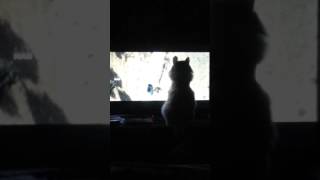 Cat watching tv