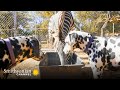 Dalmatians: History and Characteristics