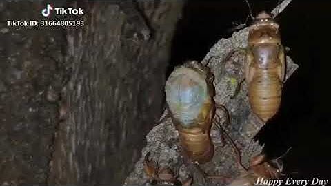 Quá trình lột xác của con ve sầu tua nhanh :)) nguyễn anh vũ