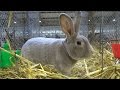 Выставка кроликов в Германии Бундесшоу Кассель