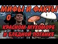 Мифы и факты о КРАСНОМ МУХОМОРЕ и БЛЕДНОЙ ПОГАНКЕ