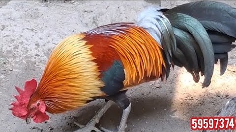 Qaib dib daj F3 xav tso muag | ເປີດແບ່ງພໍ່ພັນນໍ້າ3ສາຍເຫລືອງ 