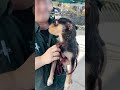 Guy Finds A Dog While Doing His Groceries | The Dodo