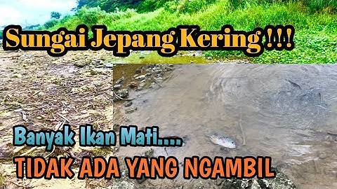 Sungai Di Jepang KERING…!!! Banyak Ikan Yang Terjebak